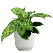 Element Variegated Homalomena Camouflage in 6" White Pot (Approx 15" Tall) Live Plant