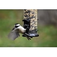 thumbnail image 4 of Valley Splendor Premium Blend Bird Seed, 8 lbs, 4 of 8