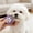 Purple, variant on Professional Eye Comb for Pets - Stainless Steel Tear Stain Remover for Cats & Dogs, Gentle Round-Head Grooming Tool - Light Green