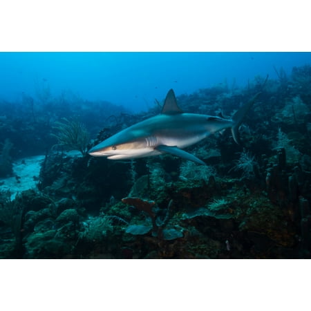 Rainbow Reef Shark - Reef shark swimming across a reef in St Croix US Virgina Islands Poster Print by Jennifer IdolStocktrek Images