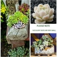 thumbnail image 3 of 100pcs Mix Rare Succulent Seeds for Planting, DIY Bonsai Ornamental Plant, Non-GMO Open Pollinated Seeds Succulent Plant Seeds, 3 of 8