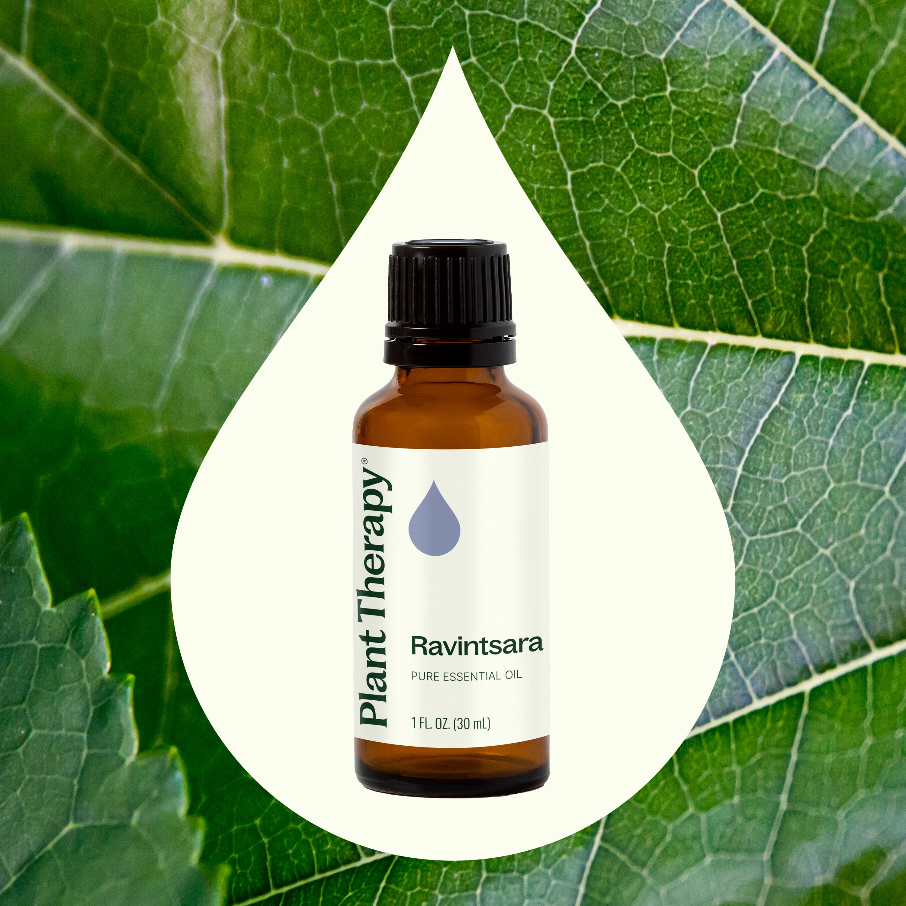 Plant Therapy Ravintsara Essential Oil 30 mL (1 oz) 100% Pure