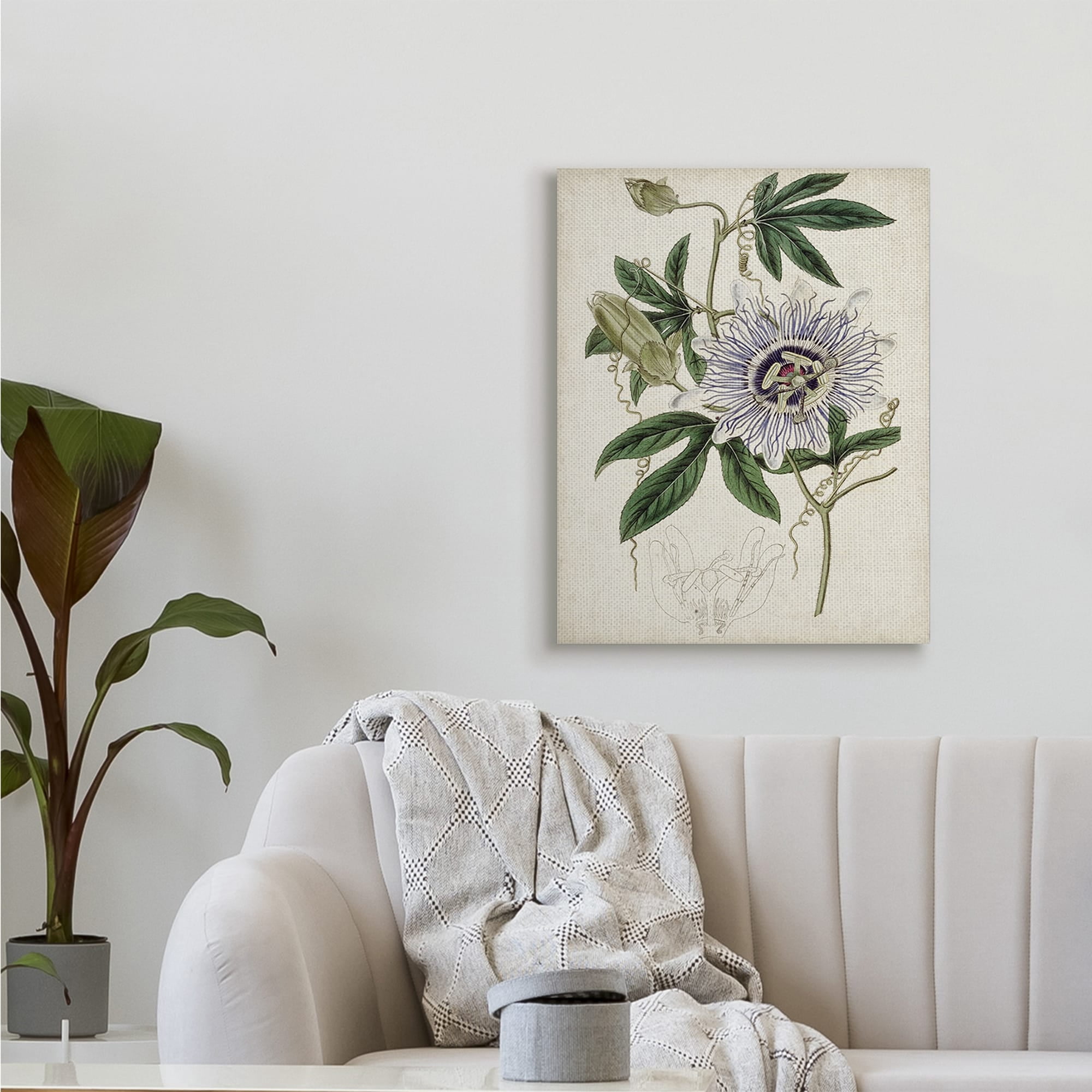 Stupell Industries Vintage Garden Flower Illustration Plant Anatomy Study,30 x 40,Designed by Curtis