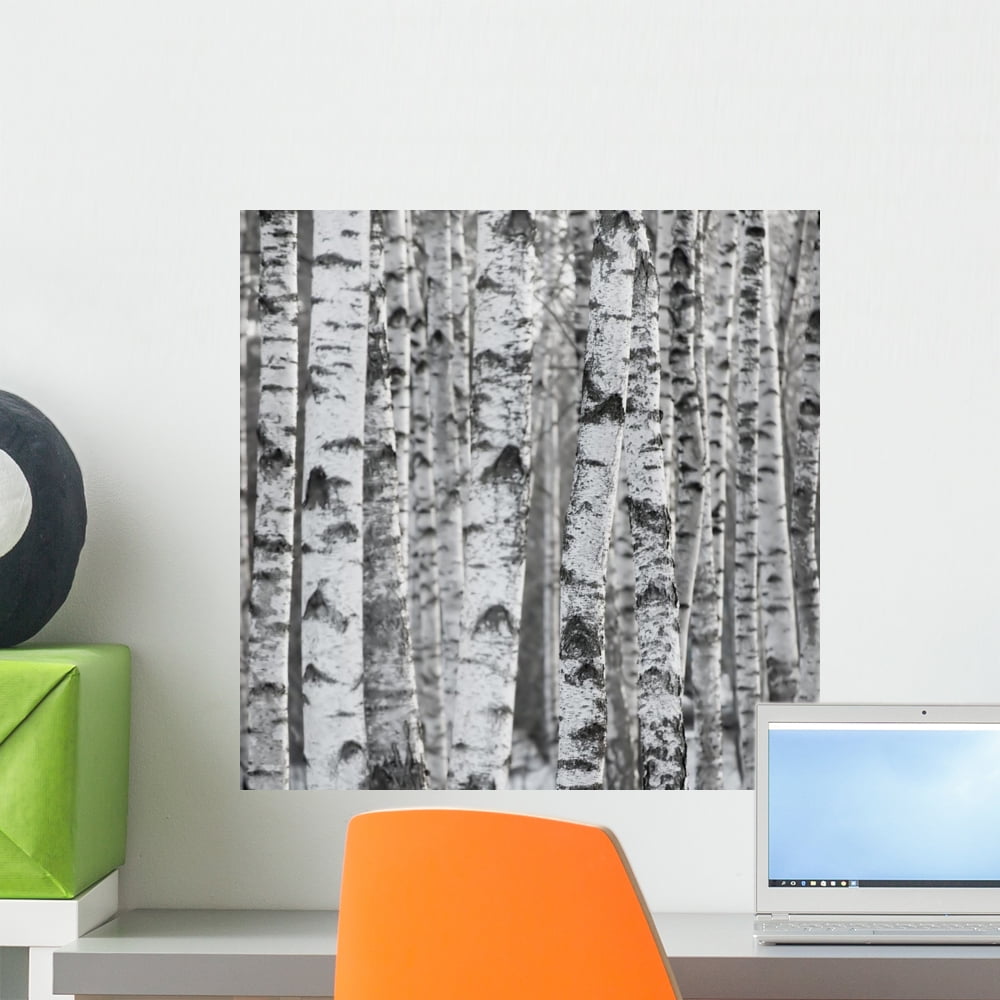 Winter Birch Tree Forest Wall Mural by Wallmonkeys Peel and Stick