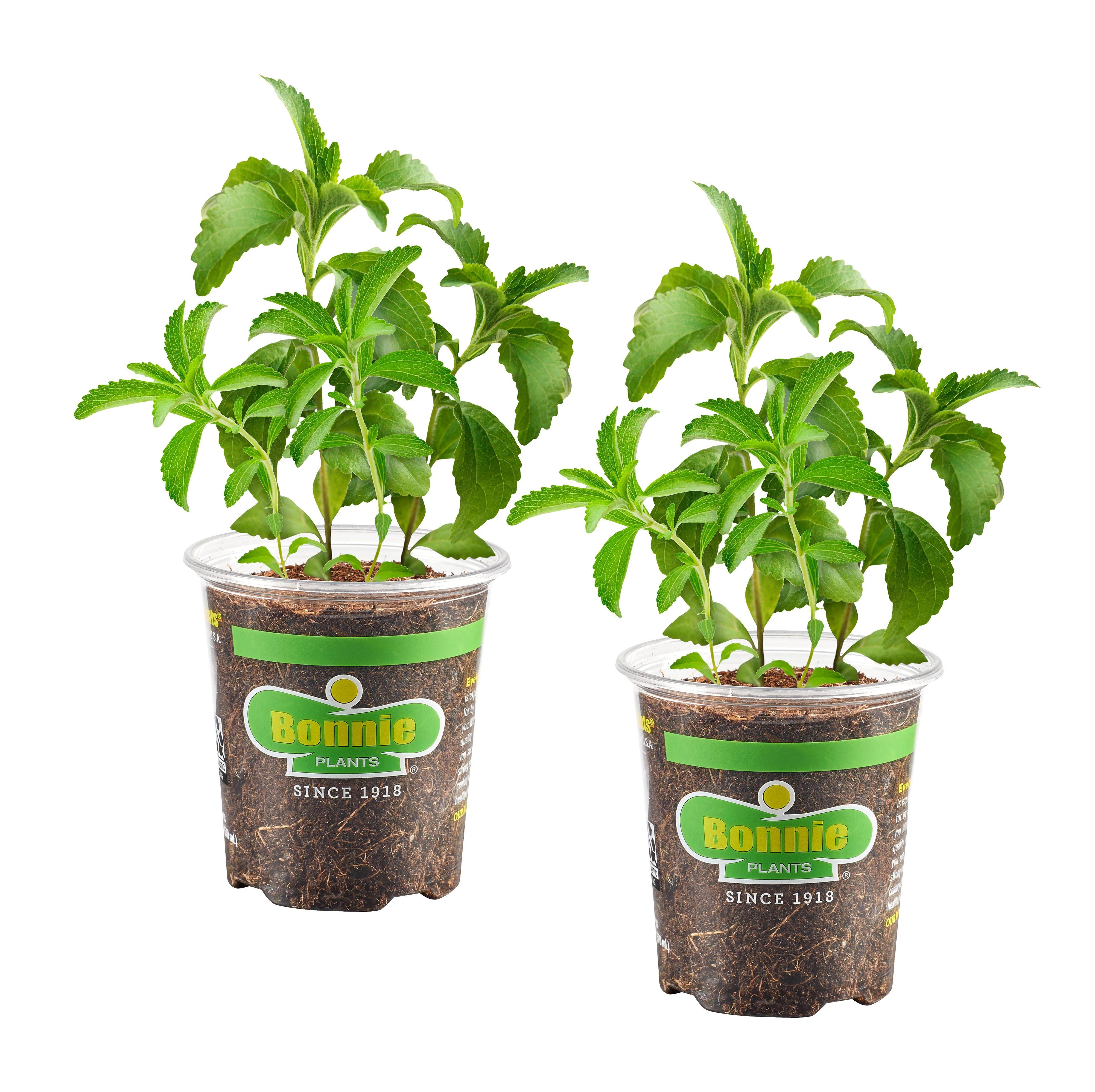 Bonnie Plants Pineapple Sage Live Herb Plant, 2.32 qt. - Walmart.com