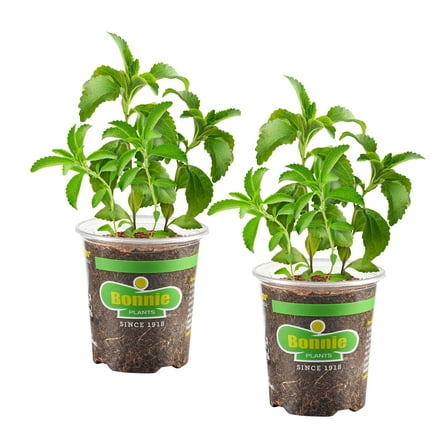 Bonnie Plants Stevia, Live Plant, 2-Pack, 19.3 oz.
