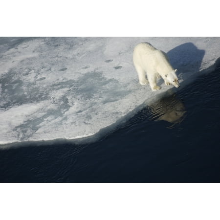 Polar bear on melting sea ice high angle view from cruise ship Svalbard Norway Canvas Art - Paul Miles  Design Pics (38 x (Best Way To Melt Ice On Windshield)