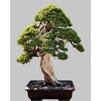 CZ Grain Bonsai Seeds 20+ Moringa Tree Seeds, Edible Leaves - Walmart.com