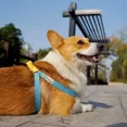 thumbnail image 2 of Correa Para Perros Mascota Pechera Chico Mediano, 2 of 5