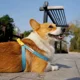 thumbnail image 2 of Correa Para Perros Mascota Pechera Chico Mediano, 2 of 5