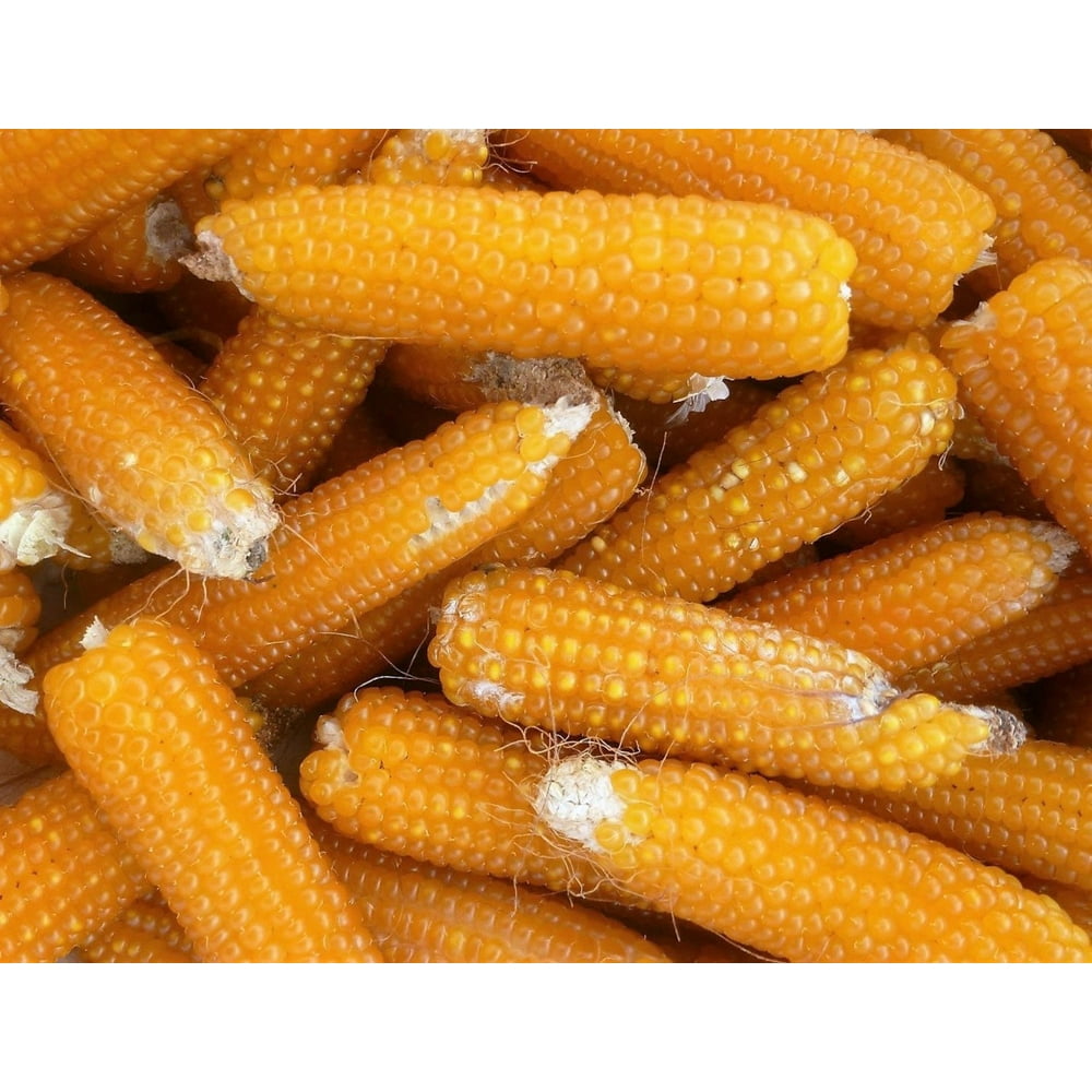 Lady Fingers Heirloom Popcorn Untreated Seeds