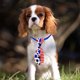 thumbnail image 4 of Independence Day Pet Tie Cats Dog Pet Tie Accessorie, 4 of 6