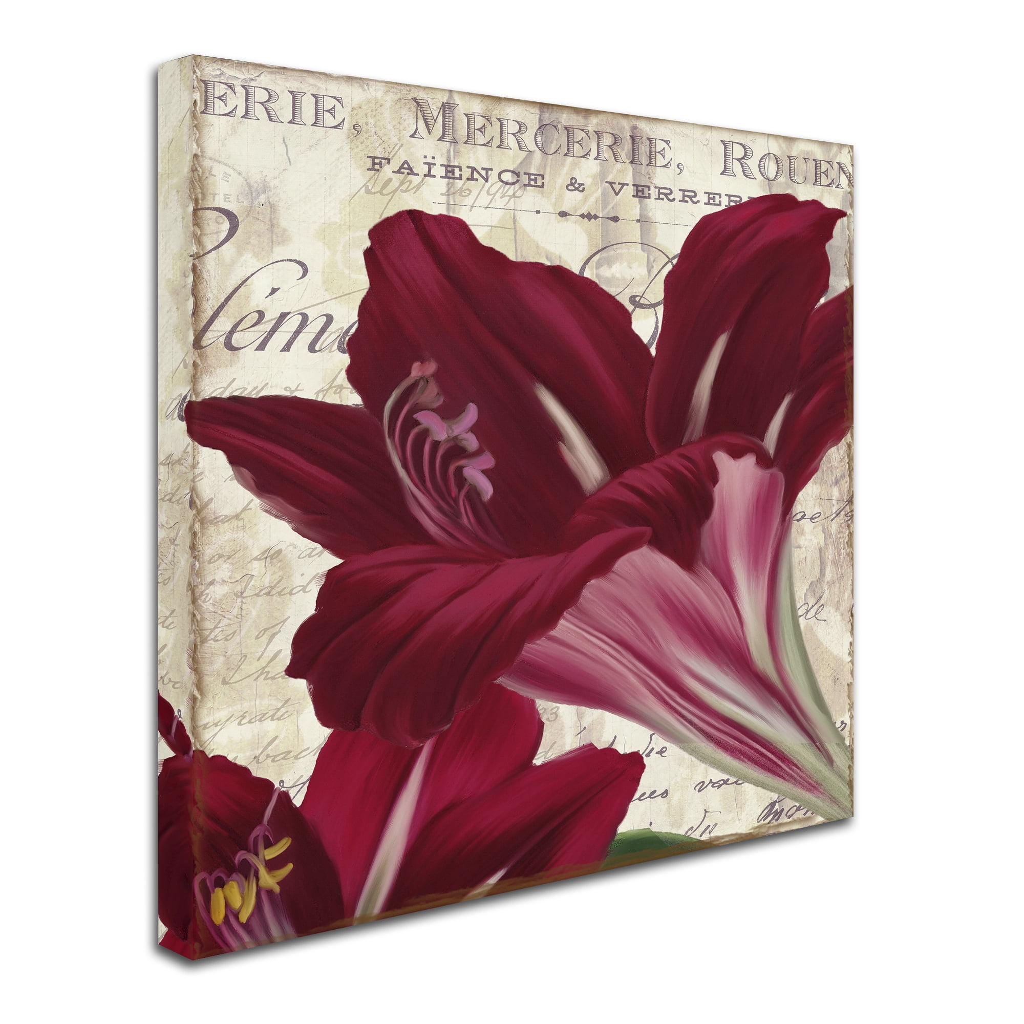 Trademark Fine Art "Amaryllis " Canvas Art by Color Bakery