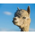 thumbnail image 3 of Stockton, Tyler 14x12 Black Modern Framed Museum Art Print Titled - Alpaca Portrait VII, 3 of 5