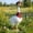 00-14", variant on Win s Way Resin Porch Goose Statue Outdoor Yard Garden Decor Weather Resistant Farmhouse Vintage Style Porch Decor Multiple Designs Available