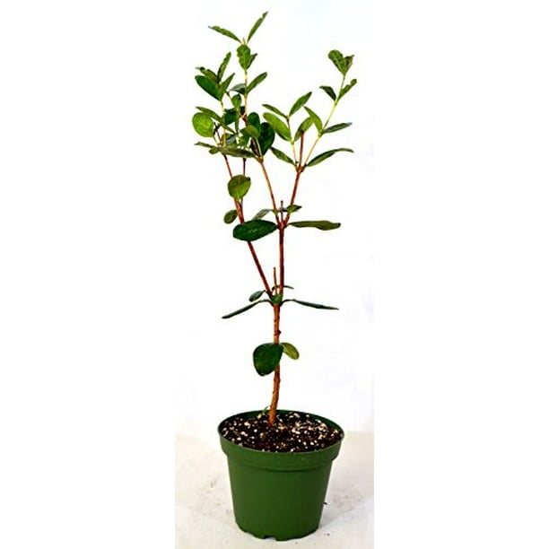 9GreenBox Pineapple Guava Feijoa 4'' Pot