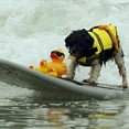 thumbnail image 6 of High Visibility Life Jacket for Small to Large Dogs, 4 Colors and 7 Sizes of Lifejackets Available, 6 of 7