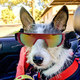 thumbnail image 5 of Gafas para perros, gafas de sol para perros pequeños, protección para los ojos, resistente al agua, a prueba de viento, correa de protección UV, correas de hombro ajustables Ormromra CPB-DE-LYY2157-5, 5 of 5