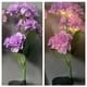 thumbnail image 4 of Puntoco Lámpara De Hortensia Simulada Violeta, Decoración Del Hogar., 4 of 7