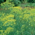 thumbnail image 4 of Burpee Mammoth Dill, 4 of 4