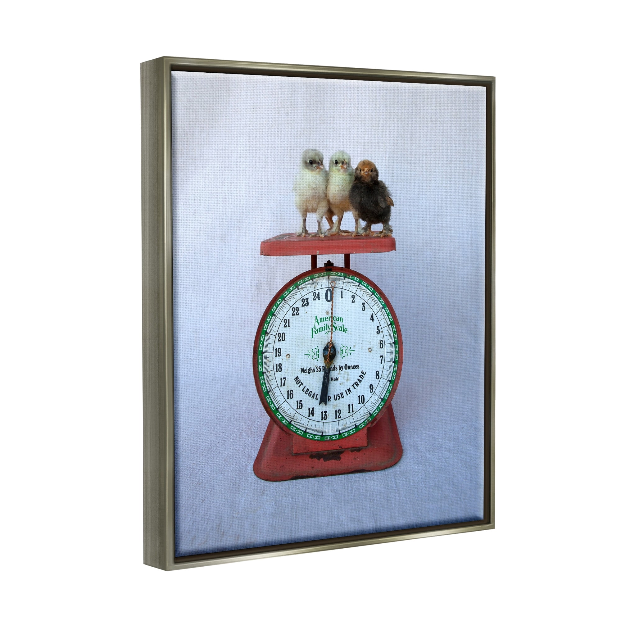 Stupell Industries Country Baby Chick Birds on Vintage Kitchen Scale Photograph Luster Gray Floating Framed Canvas Print Wall Art, Design by Tania Soderman