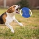 thumbnail image 1 of Cuerda de tela,disco volador para mascotas,juguete de entrenamiento para perros,broche Juguete educativo para exteriores a prueba de dentición,juguete de tela resistente para mascotas,ideal para, 1 of 6