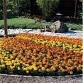 thumbnail image 2 of Outsidepride Tagetes Patula Bonanza French Marigold Flower Seed Mix - 200 Seeds, 2 of 2