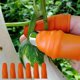 thumbnail image 1 of Dispositivo de recolección de frutas Soledad separador de silicona, 1 of 9