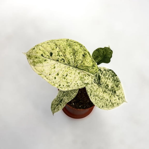 Mint Dragon Scale Alocasia - 1 Live Plant in a 4 Inch Pot - Alocasia Baginda - Bold Striking Sculptural Houseplant