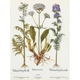 thumbnail image 2 of Art Licensing Studio 12x14 White Modern Wood Framed Museum Art Print Titled - Valeriana, 2 of 4