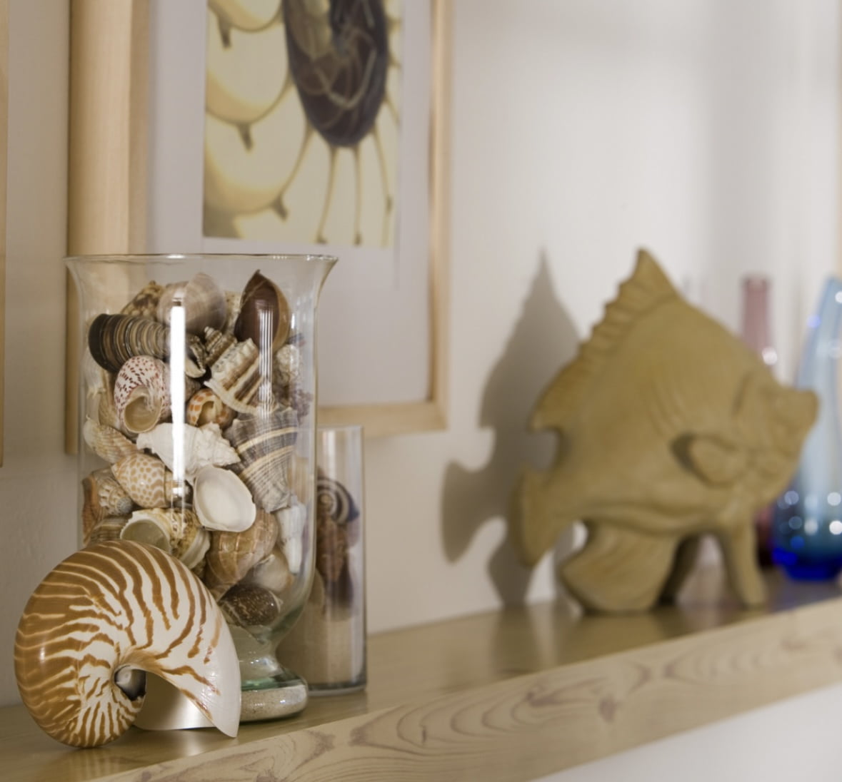 Mixed Seashells Assorted Rare Colorful Natural Mix Sea Shells Beach Home Decor Tropical Art Craft Fish Tank Aquarium Ocean House Decoration