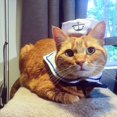 thumbnail image 4 of Disfraz de marinero para mascotas JAMW para gatos y perros pequeños con sombrero y corbata azul marino, 4 of 5