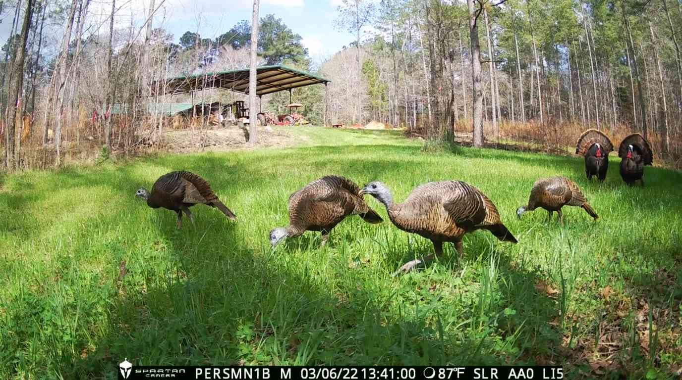 Spartan Camera GoLive 2 AT&T Cellular Trail Camera 8 MP