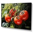 thumbnail image 2 of Designart "Dancing Tomato Vines III" Vegetables Canvas Prints, 2 of 7