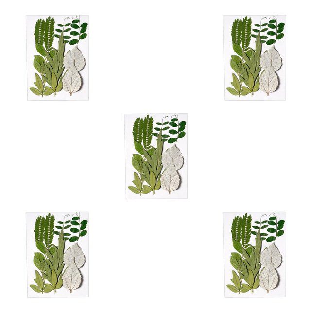Bearachild Plantas en relieve de hojas secas naturales Hojas prensadas Adorno de belleza Postal decorativa para el hogar Presenta Hoja verde 6 Type2 NO2