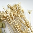thumbnail image 3 of Bergamo Art 14 Inch High Real Preserved Mixed Bouquets Mix 2 in Medium, 3 of 9