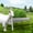 Stainless Steel, variant on 2-in-1 Pasture Feeder, 90 Gallon Hay Feeder Goat, Galvanized Steel Goat Hay Feeder, Heavy Duty Livestock Feeder, Large-Capacity Feed Basin for Horses, Calves, Deer