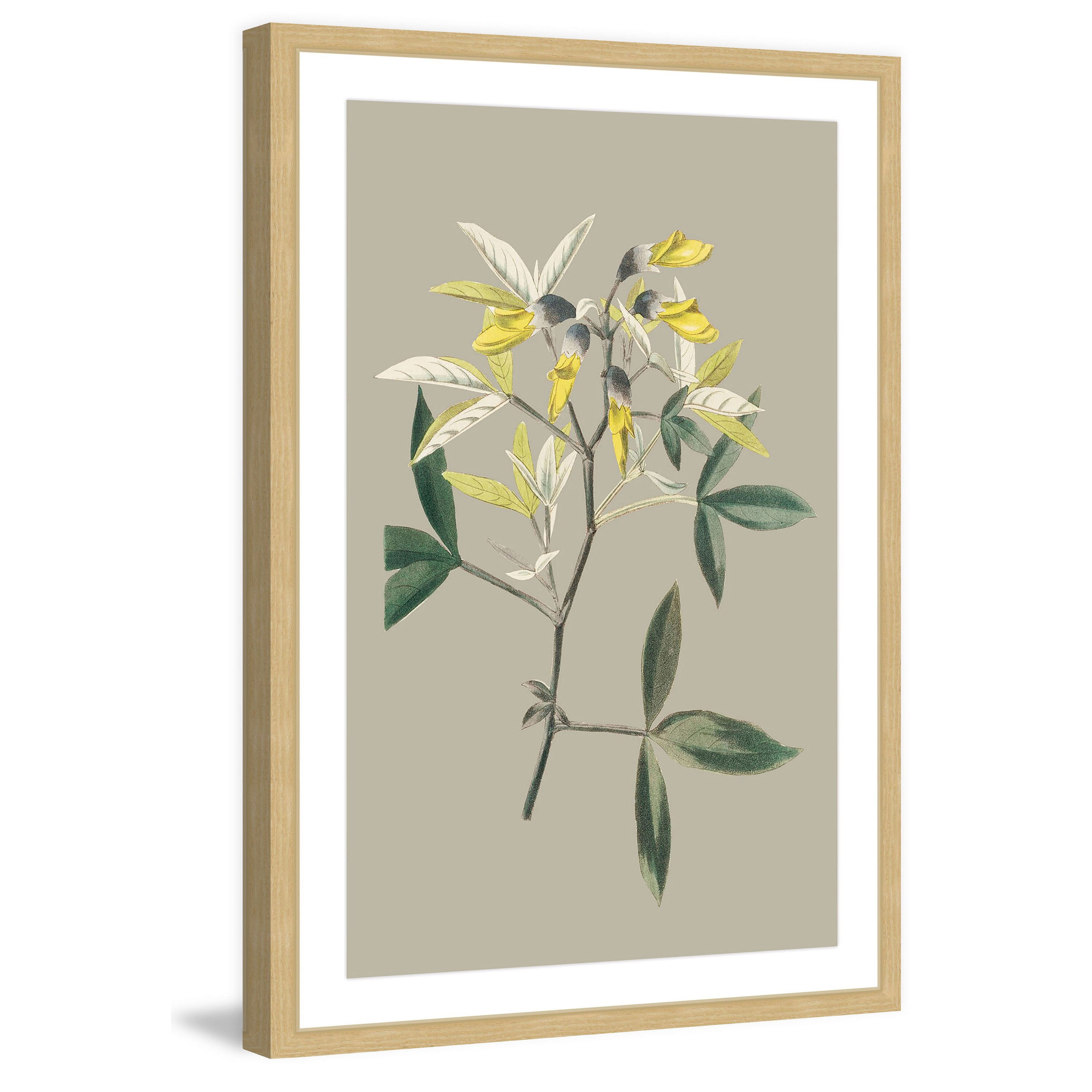 Marmont Hill "Botanical Cabinet VI" Framed Painting Print