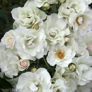Heirloom Roses - Alba Meidiland® Landscape Rose Plant
