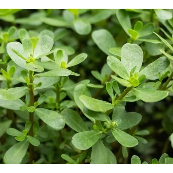 7000  Green Purslane Seeds – 1 oz Non-GMO Heirloom Vegetable Seeds for Planting – Fast-Growing, High-Yield, Organic Garden Seeds for Outdoor Planting