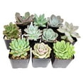 thumbnail image 5 of Echeveria Succulent Pack, Beautiful Rosette Succulents - 2 Succulents, 5 of 6