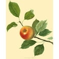 thumbnail image 3 of Unknown 12x14 Black Modern Framed Museum Art Print Titled - The Orange Pippin, 3 of 5