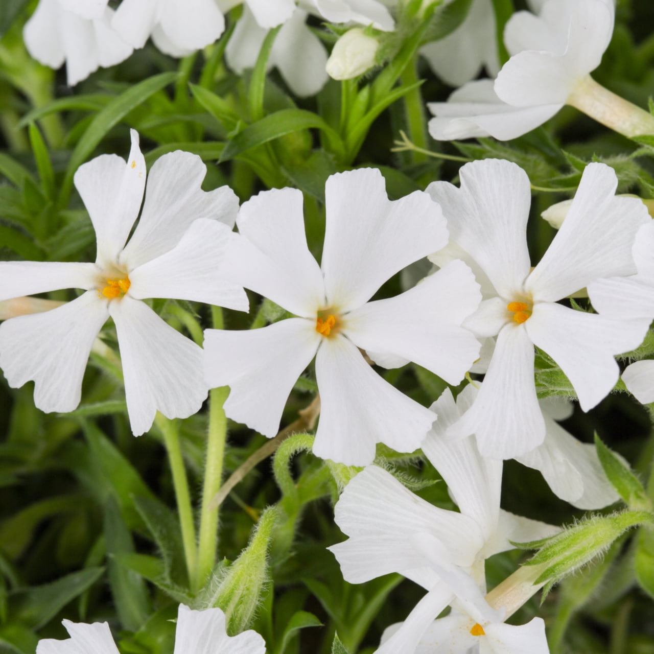 Expert Gardener 1.5PT White Phlox Subulata Live Perennial Plant Sun 5-Pack