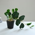 thumbnail image 2 of Twfbrm Artificial Peperomia Leaves Decor, 7 inch Realistic Plastic Peperomia Plants in Terracotta Pot, Real Touch Decorative Greenery Bonsai Faux Potted Plants Indoor for Home Office Desk Shelf, 2 of 6