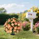 thumbnail image 5 of Ramo de Azaleas Artificiales En Maceta | Decoración para Patio o Jardín | Plástico Naranja | 50 X 35 X 35 Cm | 0,23 Kg | Resistente Al Agua y Al Sol, 5 of 6