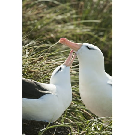 Posterazzi Black-browed Albatrosses (Thalassarche melanophrys) courting West Point Island Falkland Islands Canvas Art - Daisy Gilardini Design Pics (24 x 38)