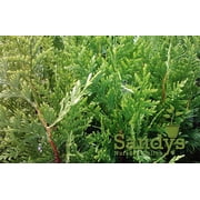 Thuja Green Giant Arborvitae 3 Inch Pot, Lot of 60