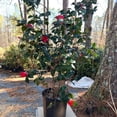 thumbnail image 6 of Greensboro Red Camellia – 3 Gallon Potted Plant, Deep Red Winter Blooms, Evergreen Flowering Shrub, 6 of 6
