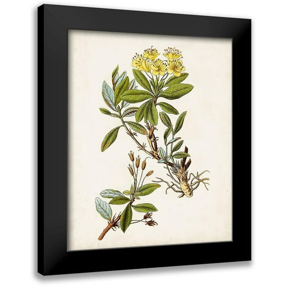 Unknown 12x14 Black Modern Framed Museum Art Print Titled - Antique Botanical Study IV
