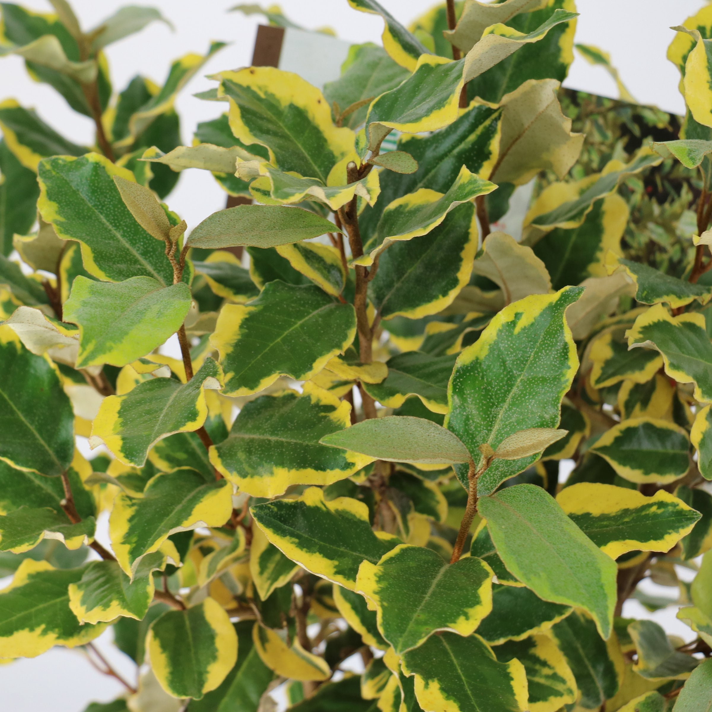 3 gal. Elaeagnus Olive Martini